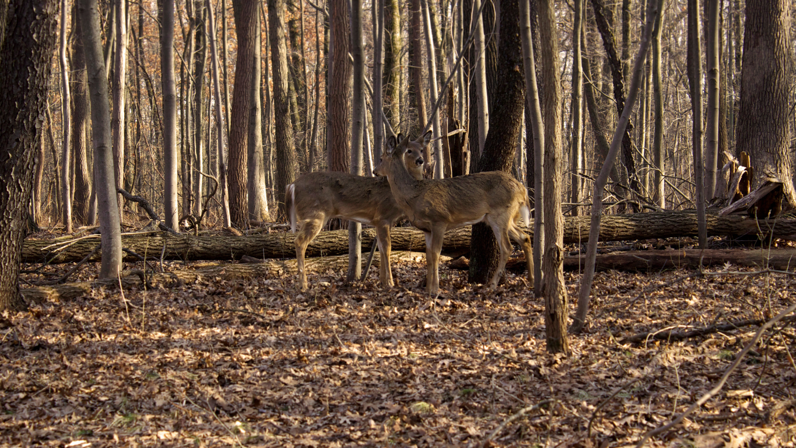 whitetail deer hunting