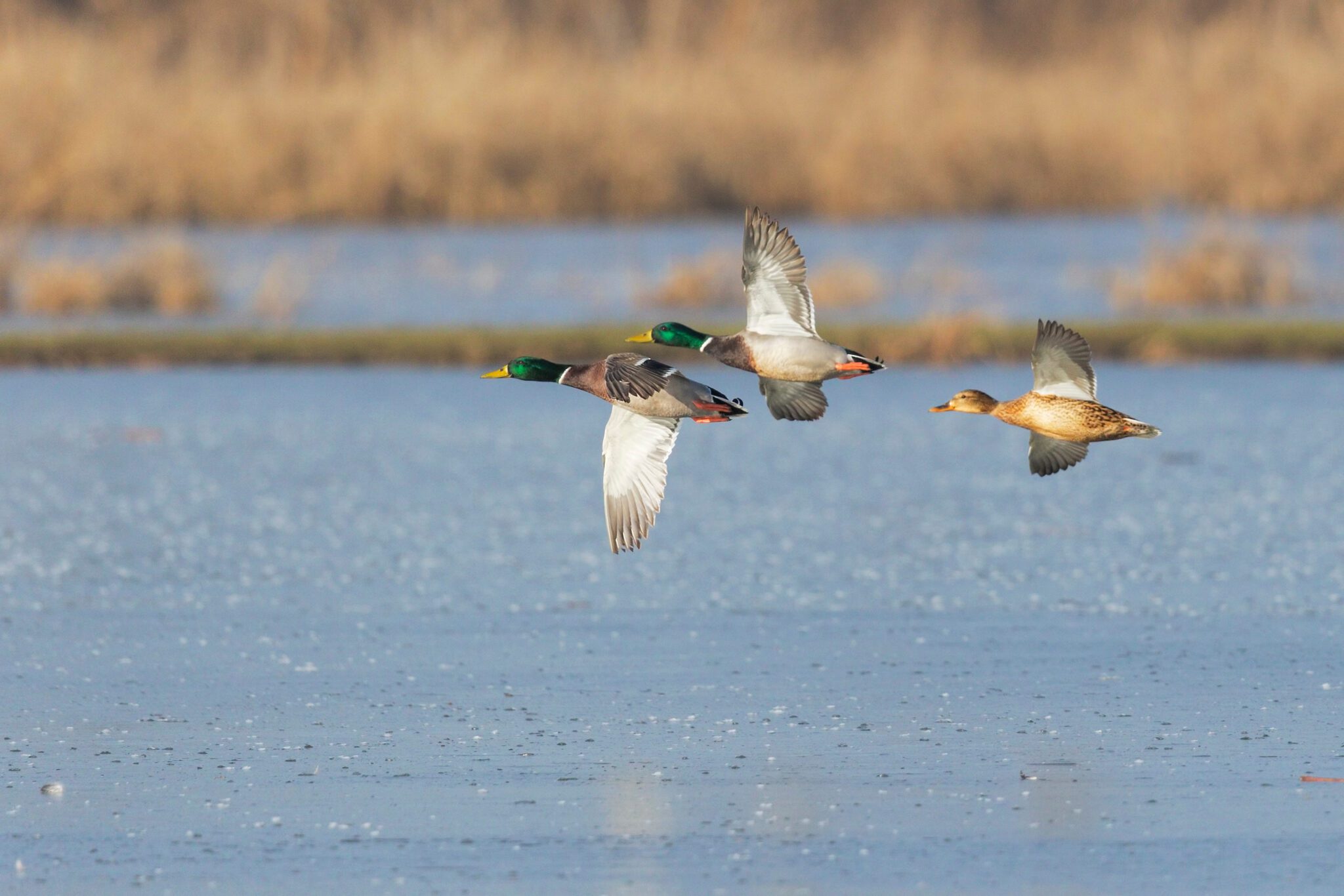 Waterfowl flying over body of water during the day