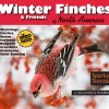 Winter-Finches-